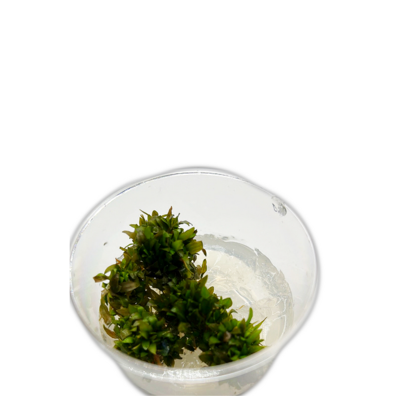Cryptocoryne wendtii sp. "Brown" Tissue Culture Cup