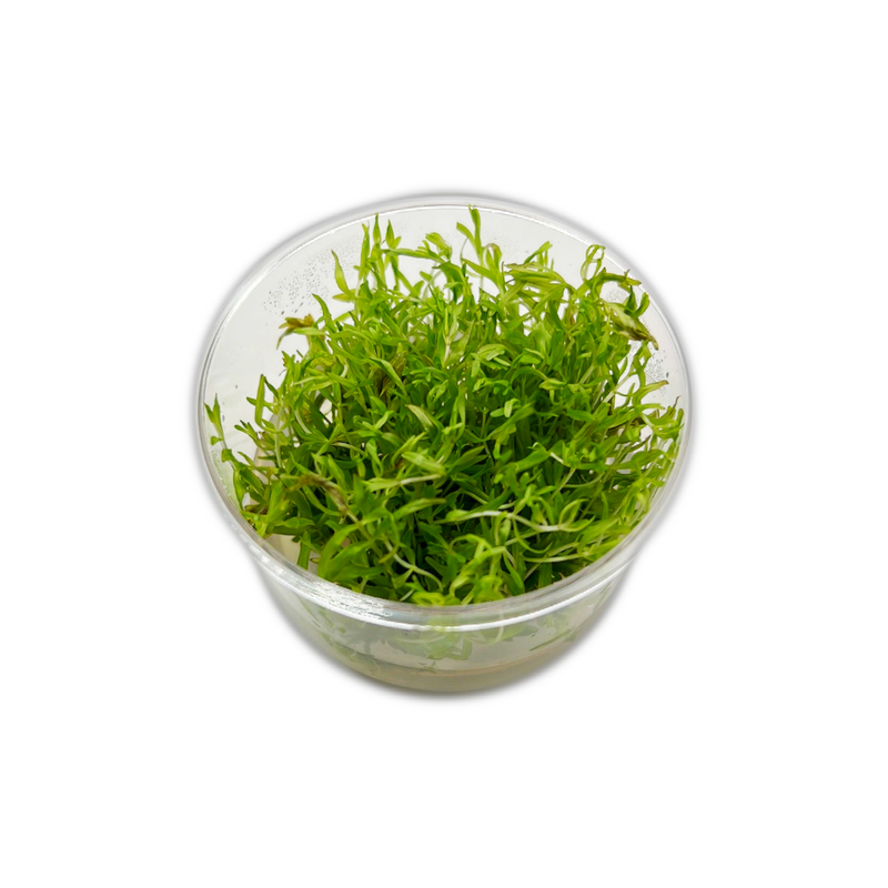 Didiplis diandra -Tissue Culture