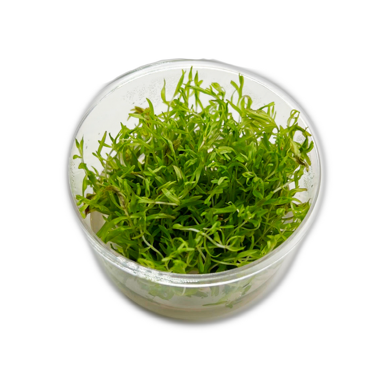 Didiplis diandra -Tissue Culture