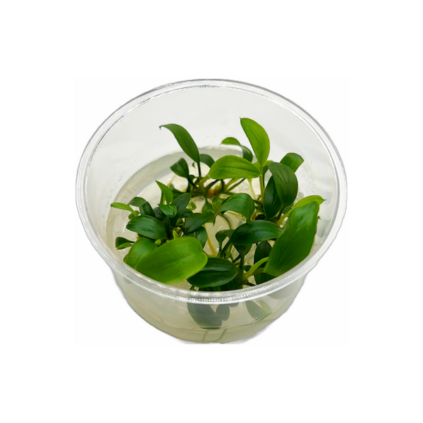 Homalomena Sp. "Sekadau South" -Tissue Culture