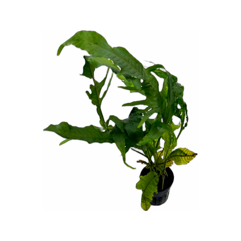 Sunrise Java Fern (Microsorum pteropus "Sunrise")