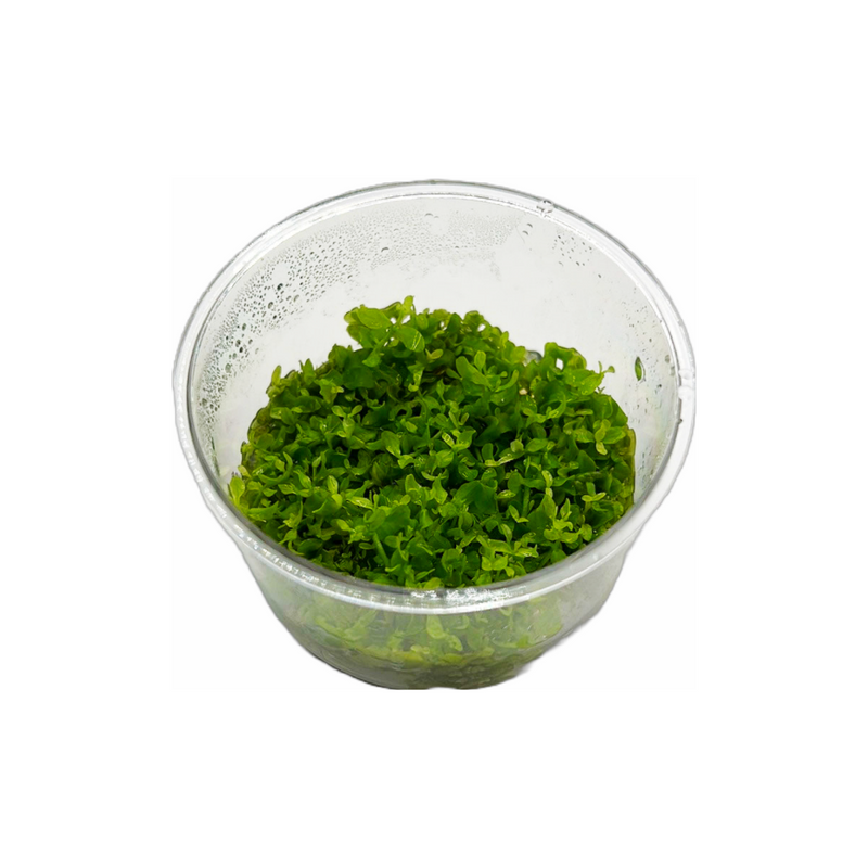 Micranthemum sp "Monte Carlo"-Tissue Culture