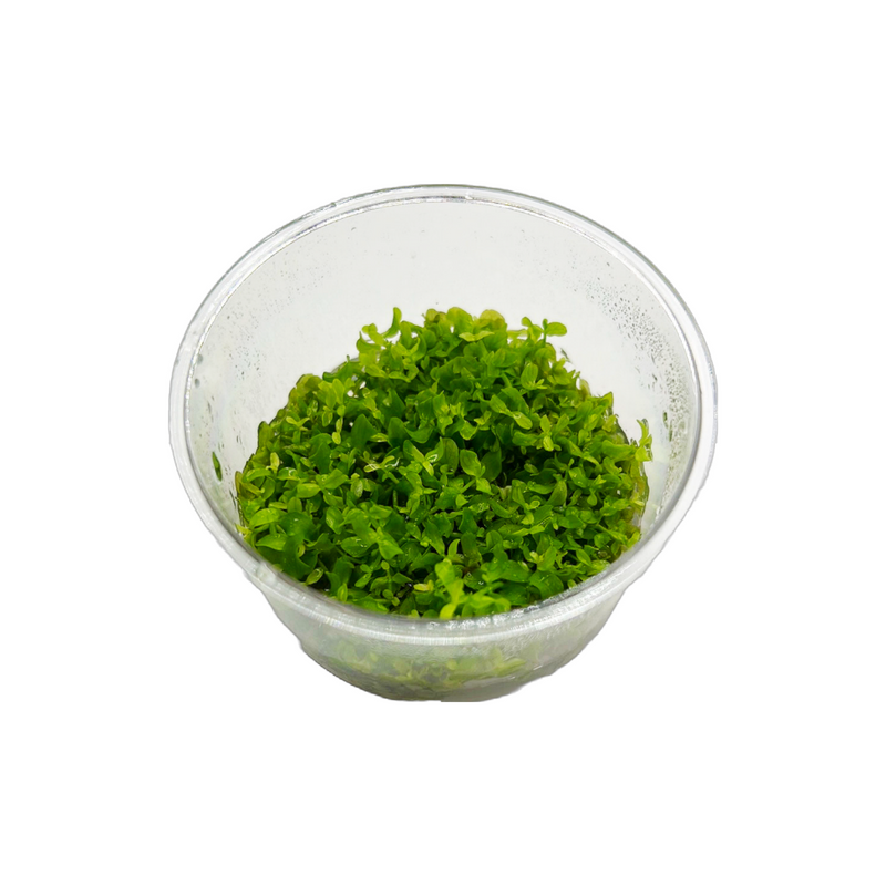 Micranthemum sp "Monte Carlo"-Tissue Culture