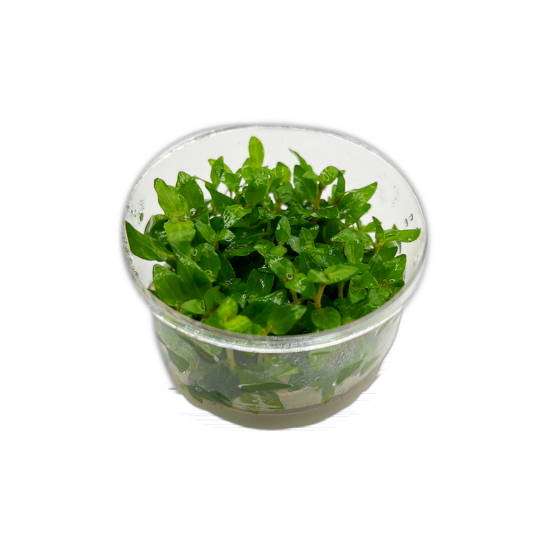 Stayrogyne repens -Tissue Culture