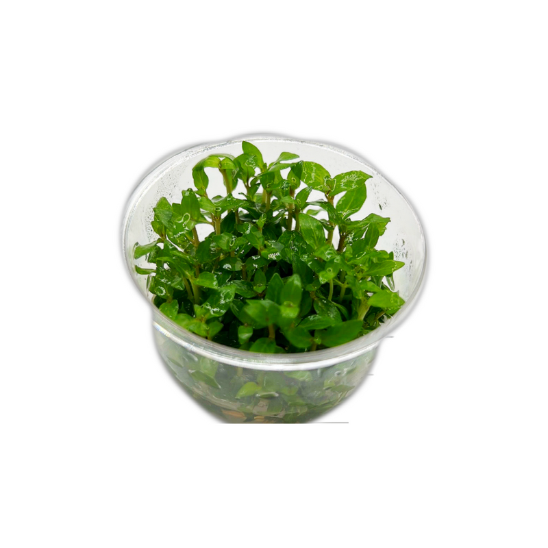 Stayrogyne repens -Tissue Culture