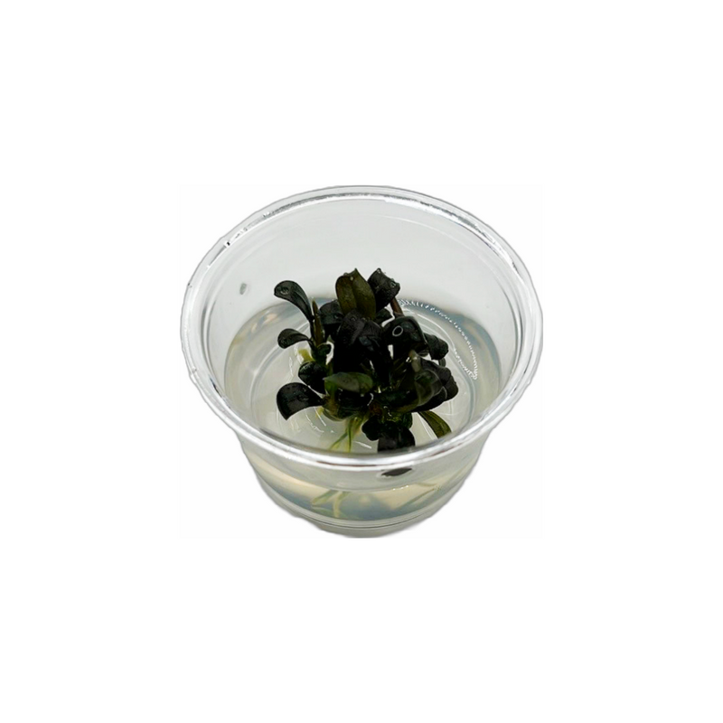 Bucephalandra sp. "Brownie Phoenix" -Tissue Culture