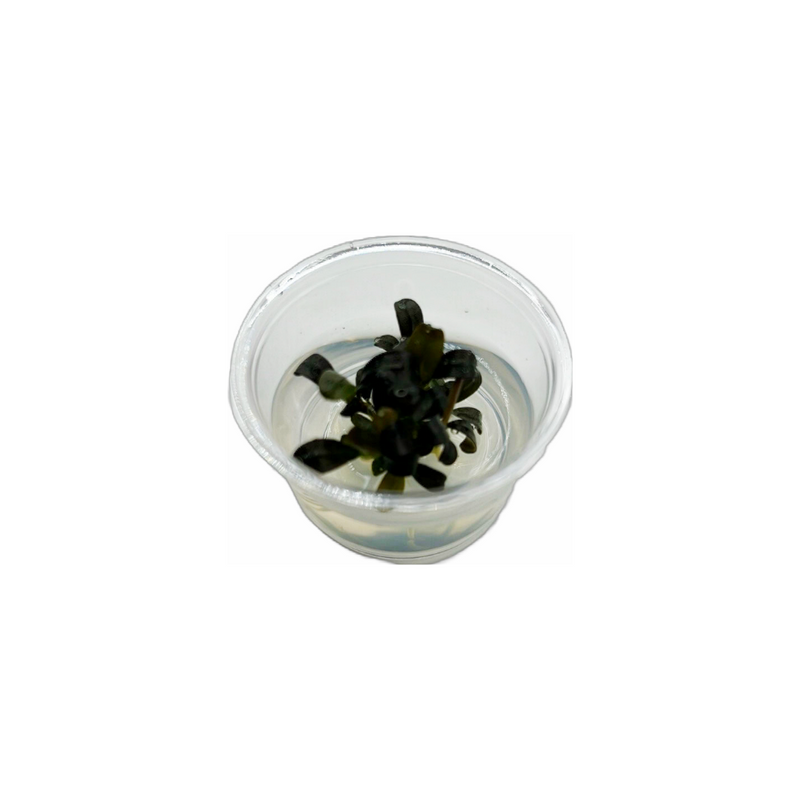 Bucephalandra sp. "Brownie Phoenix" -Tissue Culture
