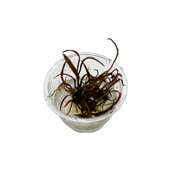 Cryptocoryne nurii -Tissue Culture