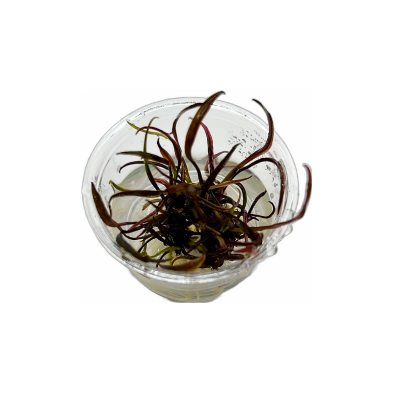 Cryptocoryne nurii -Tissue Culture