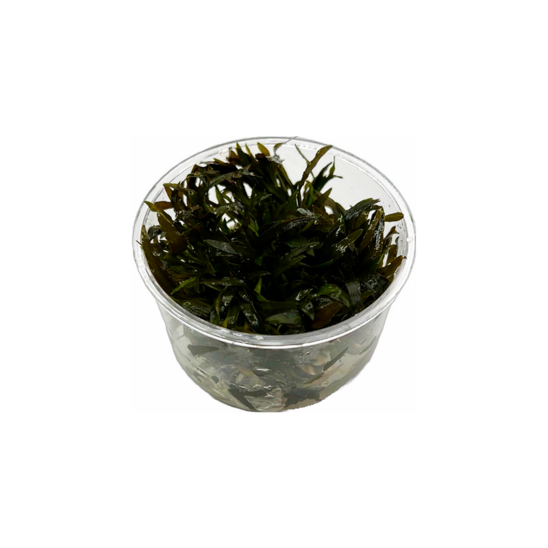 Cryptocoryne wendtti sp. "Mioya" TS Cup