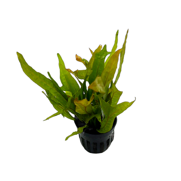 Gold Sparkle Java Fern (Microsorum pteropus "Gold Sparkle")