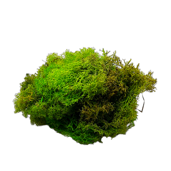 Reindeer Moss
