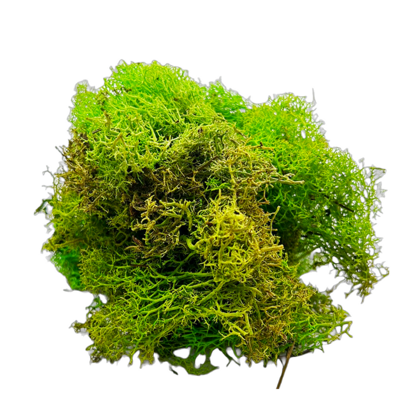 Reindeer Moss