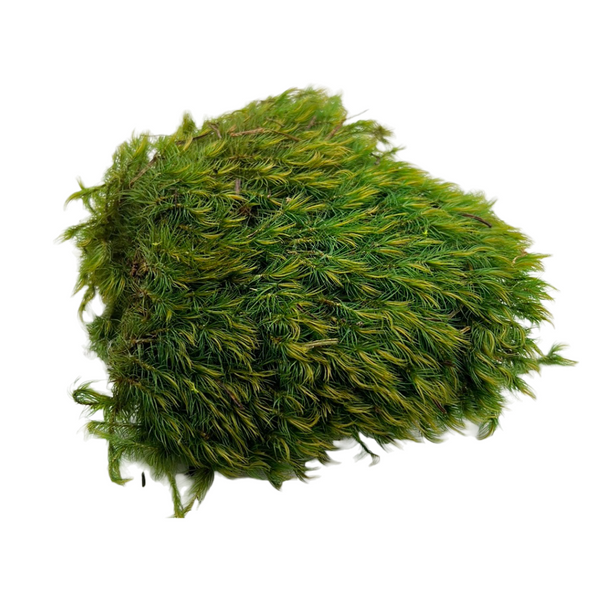 Lump Moss