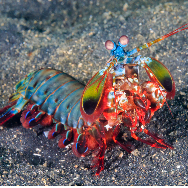 Peacock Mantis Shrimp Show Size 6: Plus