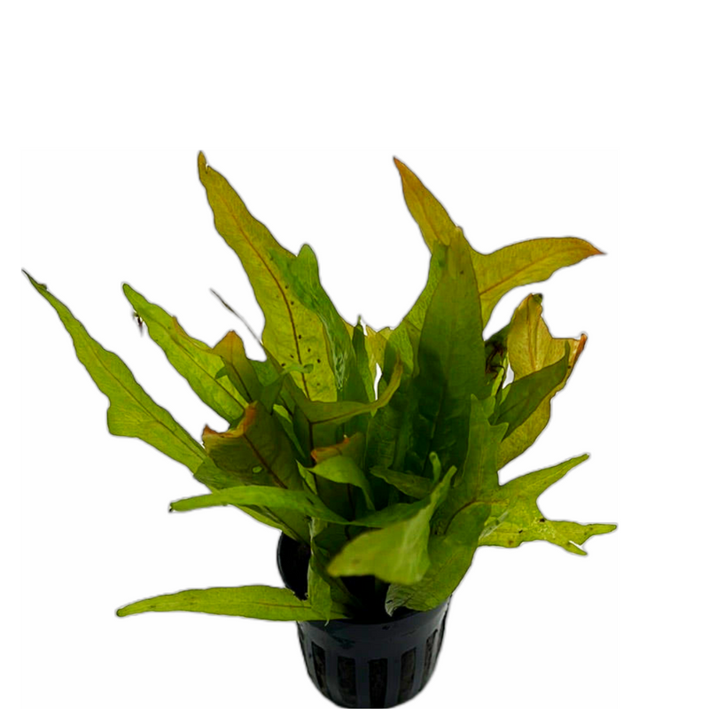 Gold Sparkle Java Fern (Microsorum pteropus "Gold Sparkle")