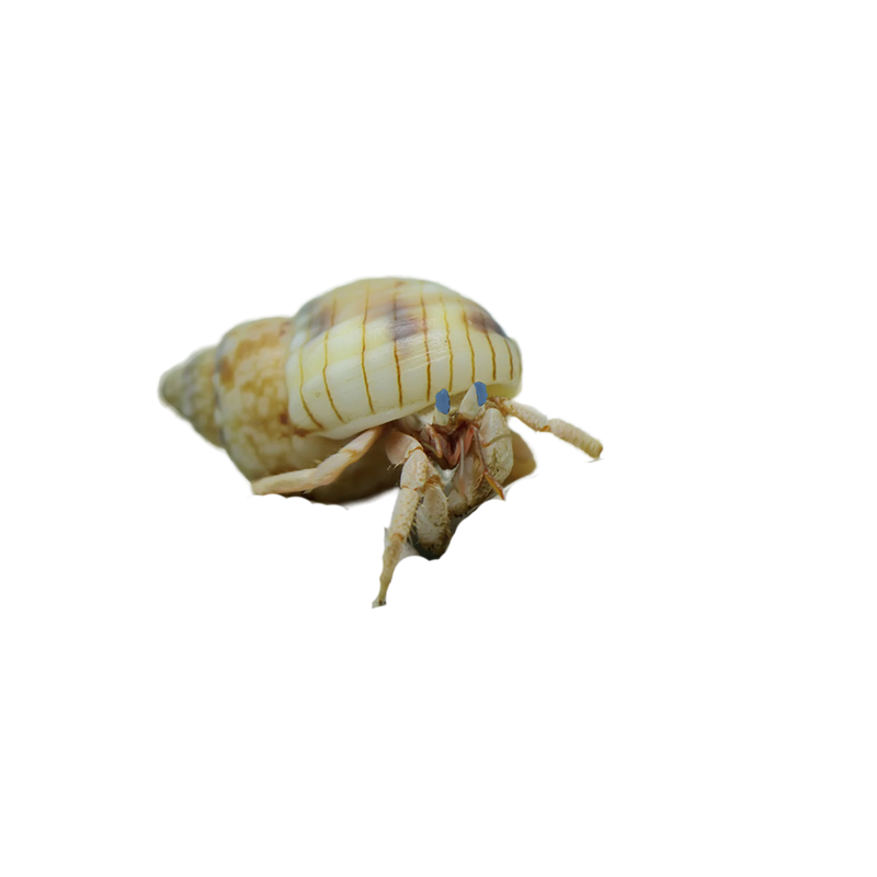 White Clawed Blue Eyed Hermit Crab