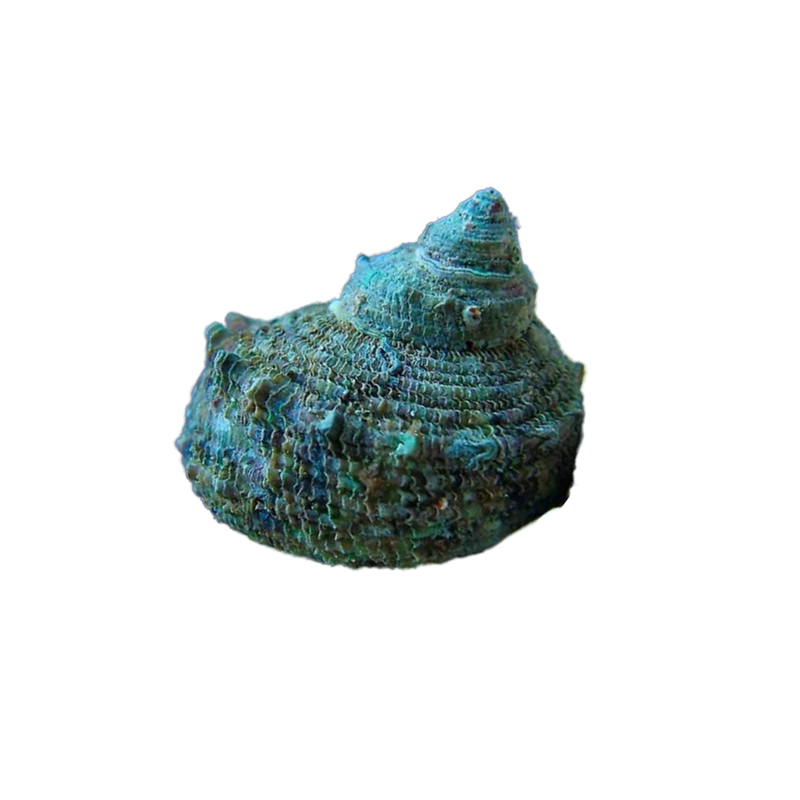 Mexican Turbo snail