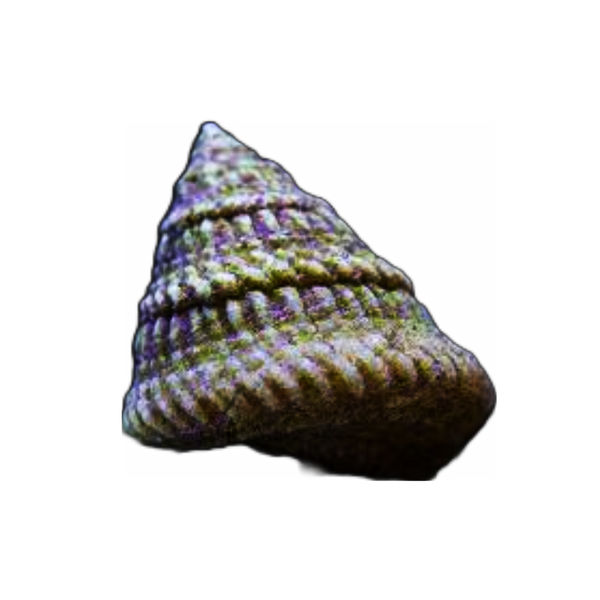 Astrea snail