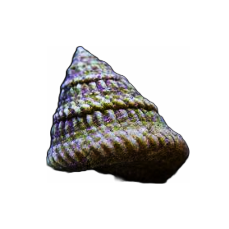 Astrea snail