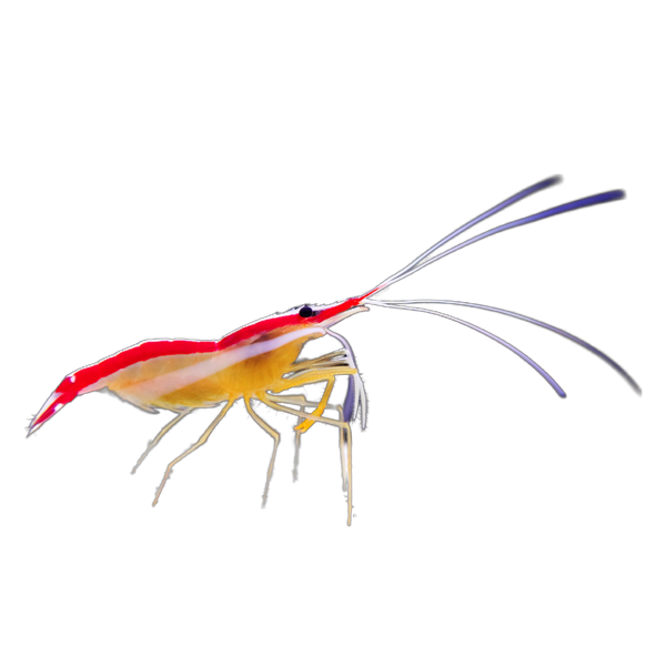 Cleaner Shrimp