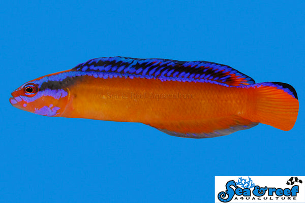 Sea & Reef - Neon Dottyback (Pseudochromis aldabraensis) - 3LOT pricing - ON SALE