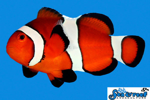 Sea & Reef - Ocellaris Clownfish (Amphiprion ocellaris)