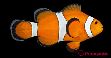 ProA - Ocellaris Clownfish (Amphiprion ocellaris)
