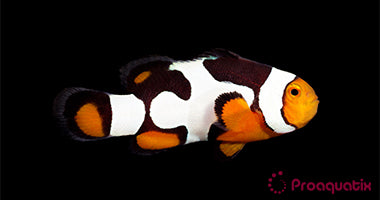 ProA - Onyx Picasso (Amphiprion percula)