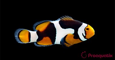 ProA - Semi Onyx (Amphiprion percula)