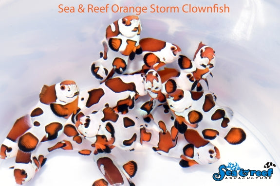 Sea & Reef - Orange Storm Clownfish (Amphiprion ocellaris)
