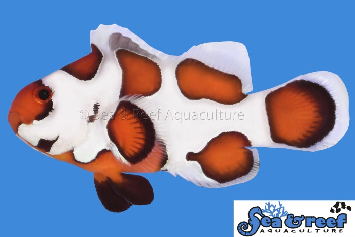 Sea & Reef - Orange Storm Clownfish (Amphiprion ocellaris)