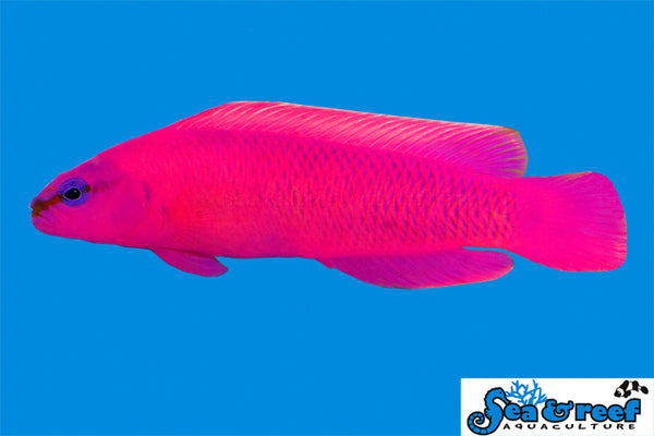 Sea & Reef - Orchid Dottyback (Pseudochromis fridmani)