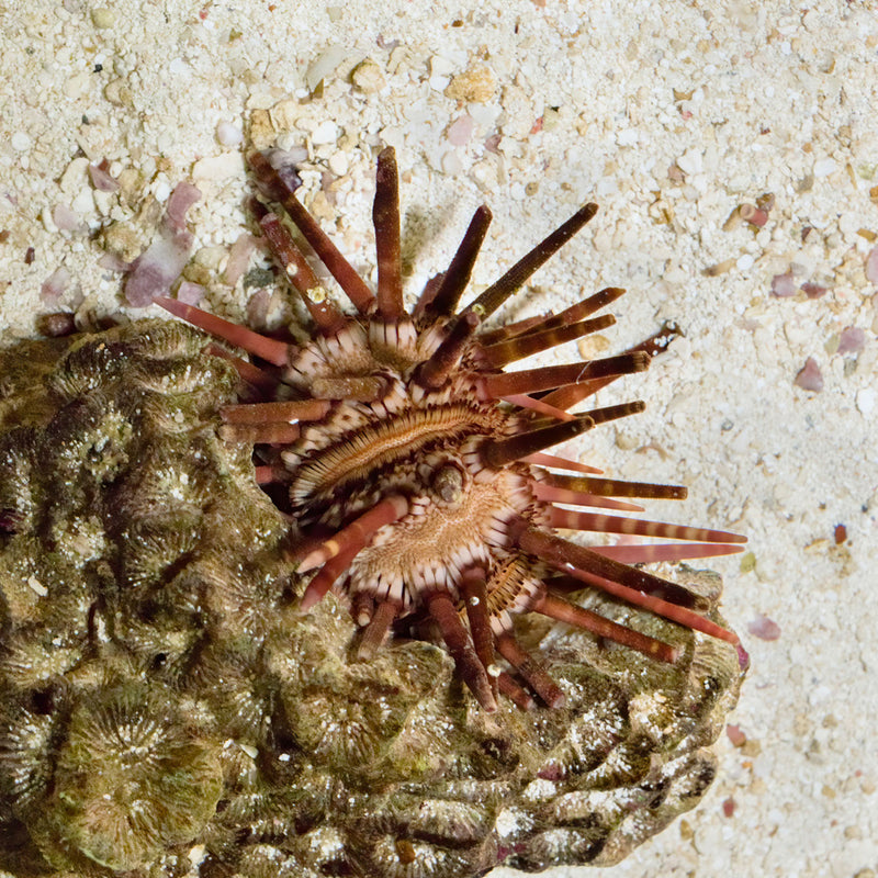 Pencil Urchin