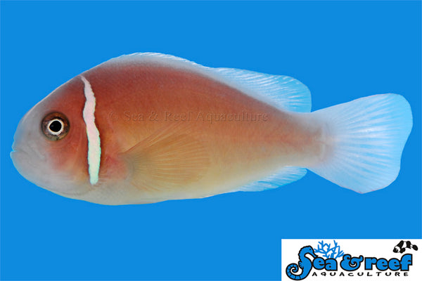Sea & Reef - Pink Skunk Clownfish (Amphiprion perideraion)