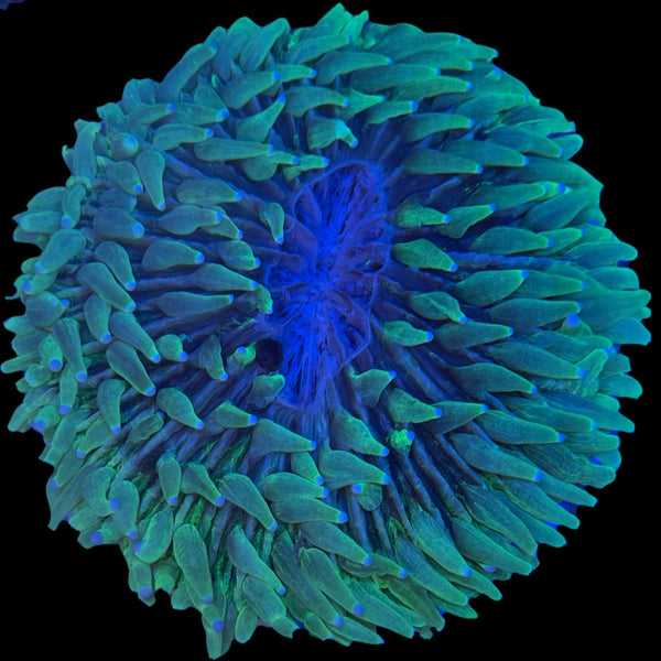 Green Long Tentacle Plate Coral Blue Tips 5"