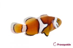 ProA - Platinum Percula (Amphiprion Percula)