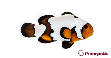 ProA - Premium Black Ice (Amphiprion ocellaris)