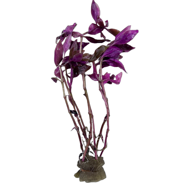 Purple Scarlet Temple Tissue Culture (Alternanthera reineckii "Lilacina")