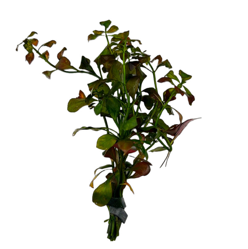 Ludwigia repens