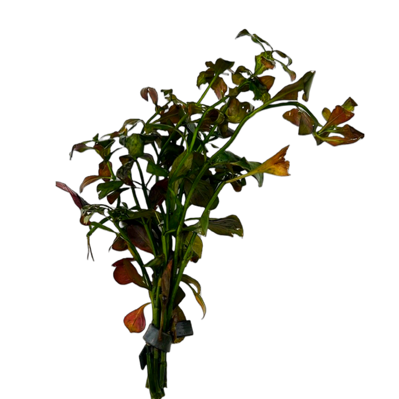 Ludwigia repens