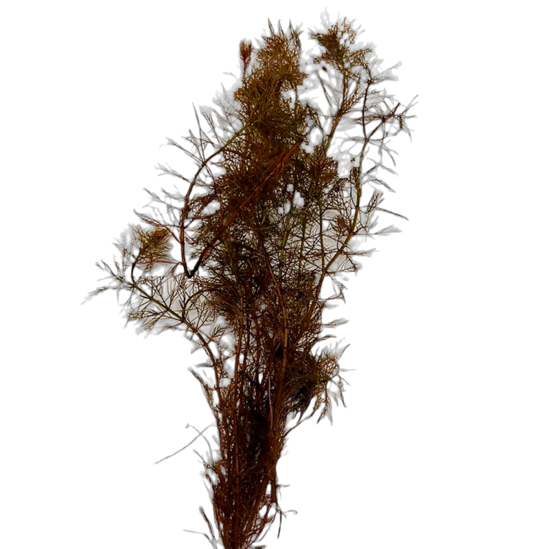 Red Myrio (Myriophyllum tubercalatum var. "Red")