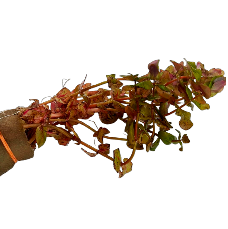 Rotala macrandra "Small Leaf"