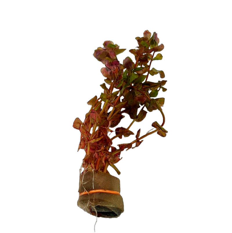 Rotala macrandra "Small Leaf"