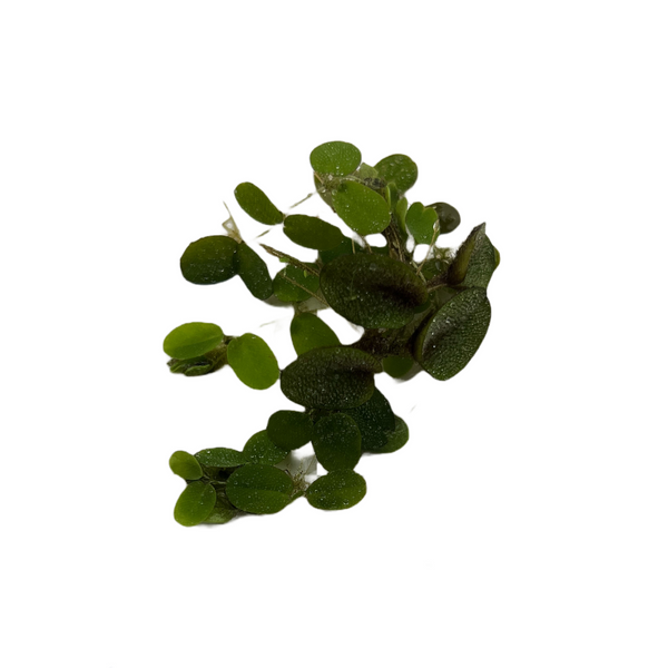 Salvinia minima