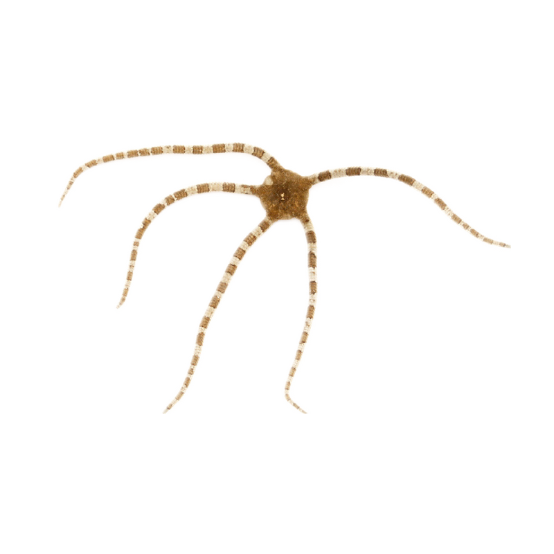 Serpent Starfish