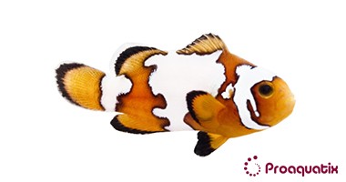 ProA - Snowflake (Amphiprion ocellaris)