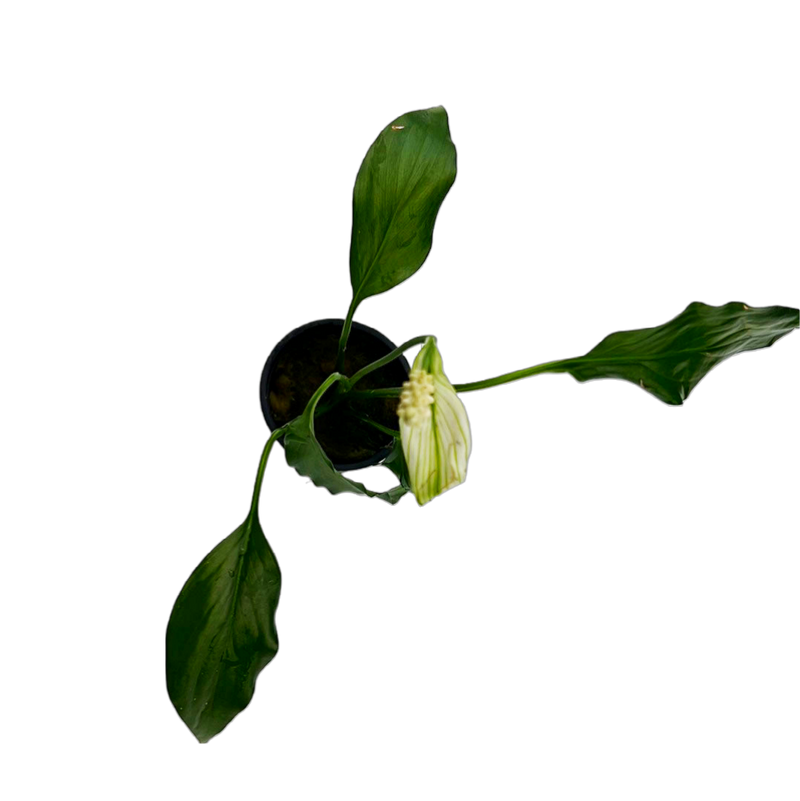 Peace Lily(Spathiphyllum sp. )