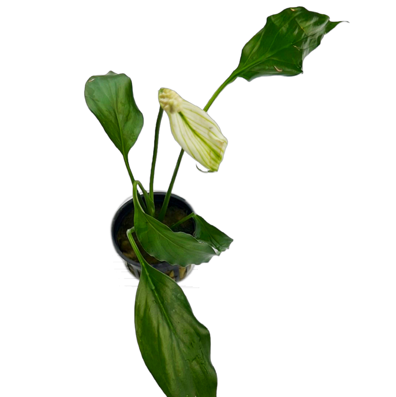 Peace Lily(Spathiphyllum sp. )
