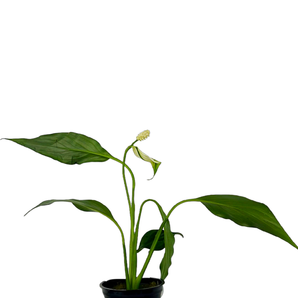 Peace Lily(Spathiphyllum sp. )